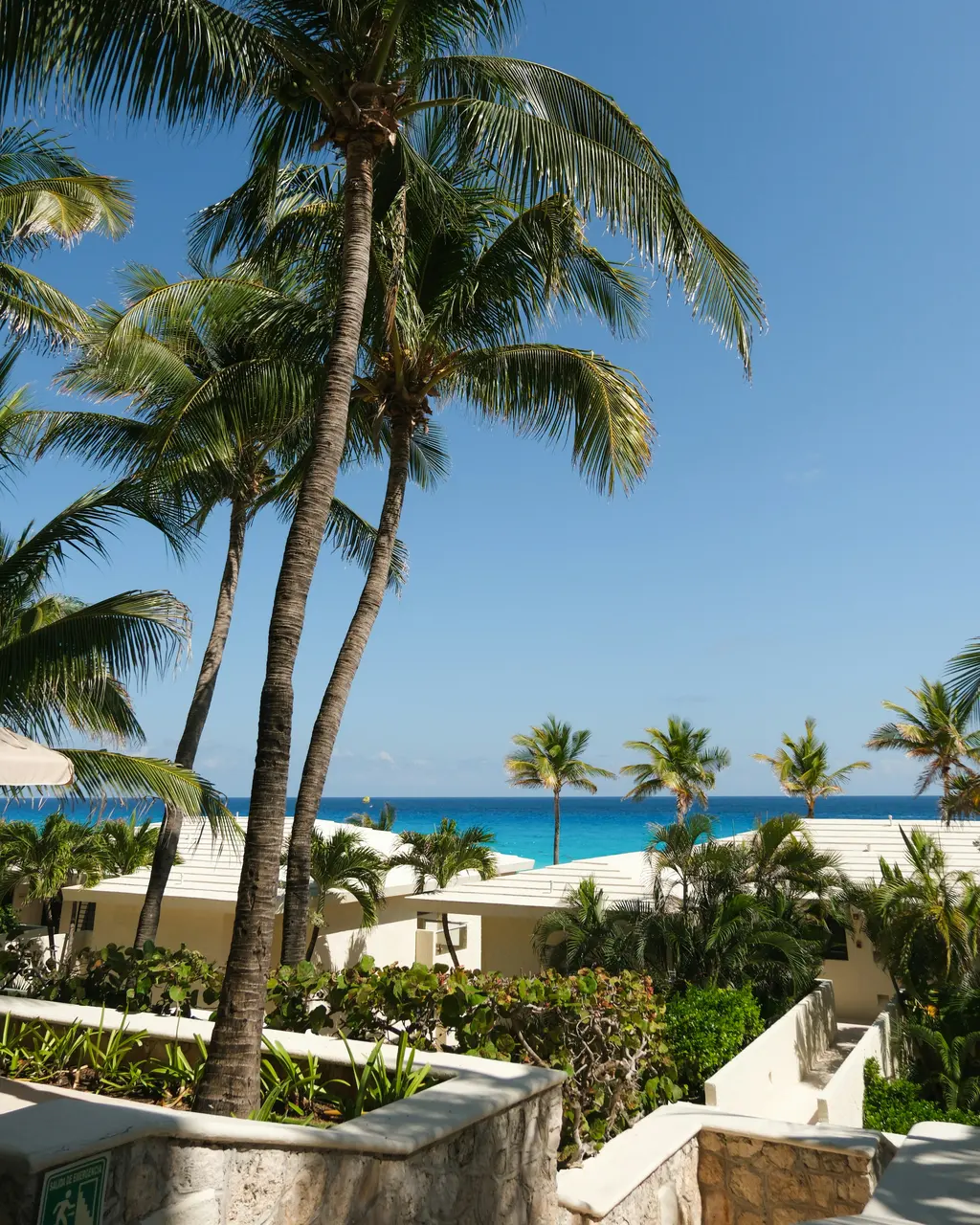 Palm trees above a seafront hotel in Cancún